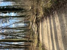 Auf Waldweg umgestürzter Baum