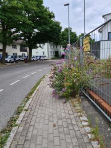 Grünbewuchs auf Gehweg