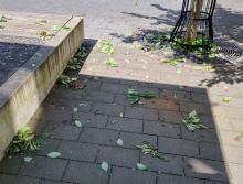 Vandalismus am Obstbaum