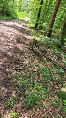 Stahlseil im Wald - Gefahr für Flora & Fauna