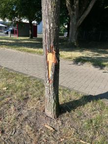 Baum beschädigt 