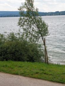 Baum hängt schief 