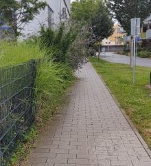 Hecke ragt fast über gesamten Gehweg