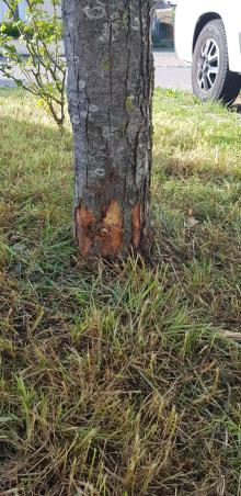 Baum beschädigt 