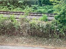 Grünschritt Hecke Waldstrasse